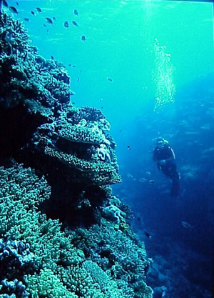 Diver image underwater Fiji
