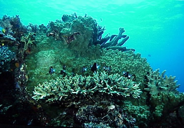 FijiReef Underwater